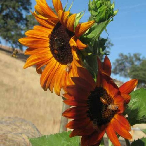 Seed Saving Can Be Fun and Easy
